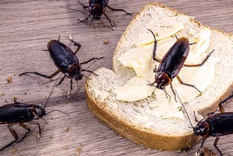 6 Most Annoying Pests In Las Vegas Las Vegas, NV Flatliners Pest