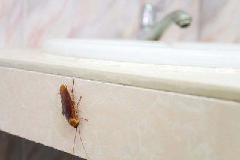 roach in bathroom sink