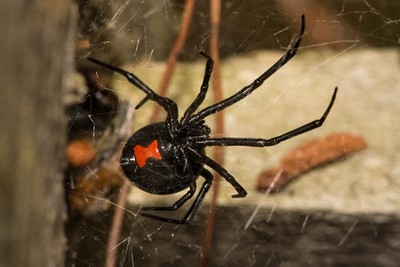 5 Common Biting Spiders - Green Pest Services