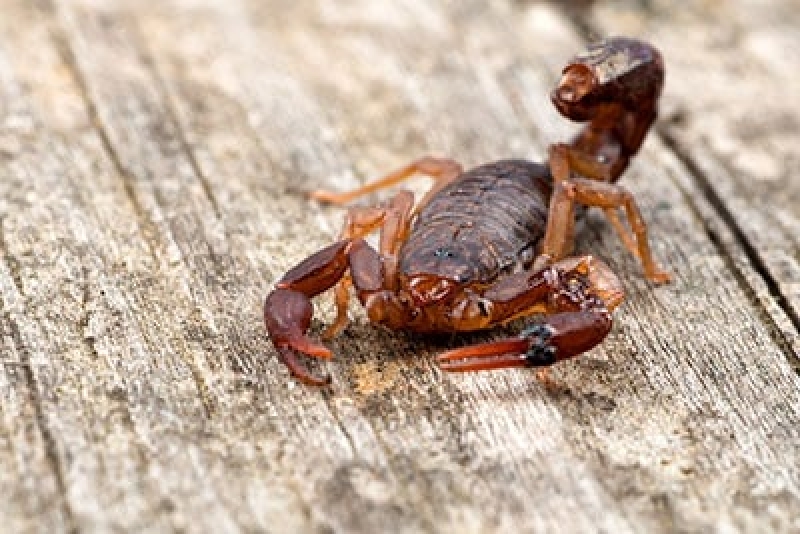 3 Most Common Scorpions In Las Vegas | Las Vegas, NV | Flatliners Pest