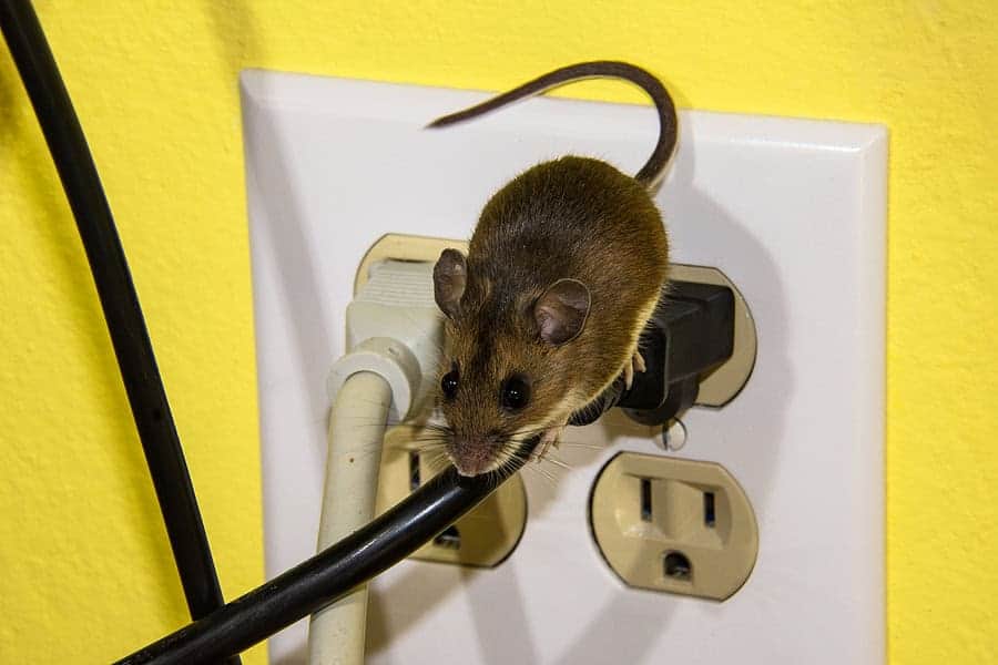 Las Vegas Mouse Exterminator For Homes And Businesses