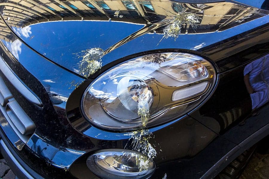 Las Vegas Pigeon Control Exterminator For Bird Poop On Car.