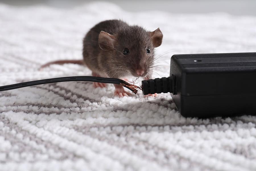 Las Vegas Rodent Control - Rat &Amp; Mouse Exterminator