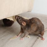 Rodent Control & Removal